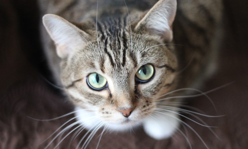 Lees meer over het artikel Hoe vaak moet ik mijn kat ontwormen?